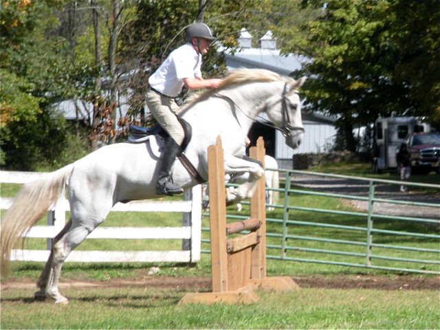 Irish Sport Horse gelding, by Loyal Pal, Tb